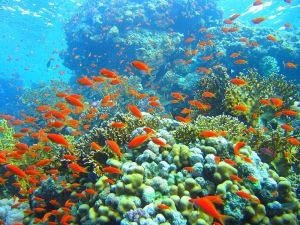 Coral reef in Ras Muhammad nature park Lolanda reef Red Sea Egypt image