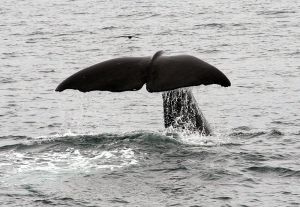 Sperm Whale tail  imagw