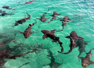 Aggregation of nurse sharks (Ginglymostoma cirratum) at Highborne Cay, Bahamas image
