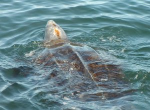 Leatherback sea turtle with head above water (Dermochelys coriacea) image