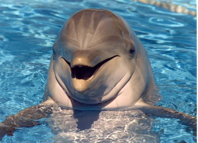 sea-life-park-oahu-dolphin-swim-swimming